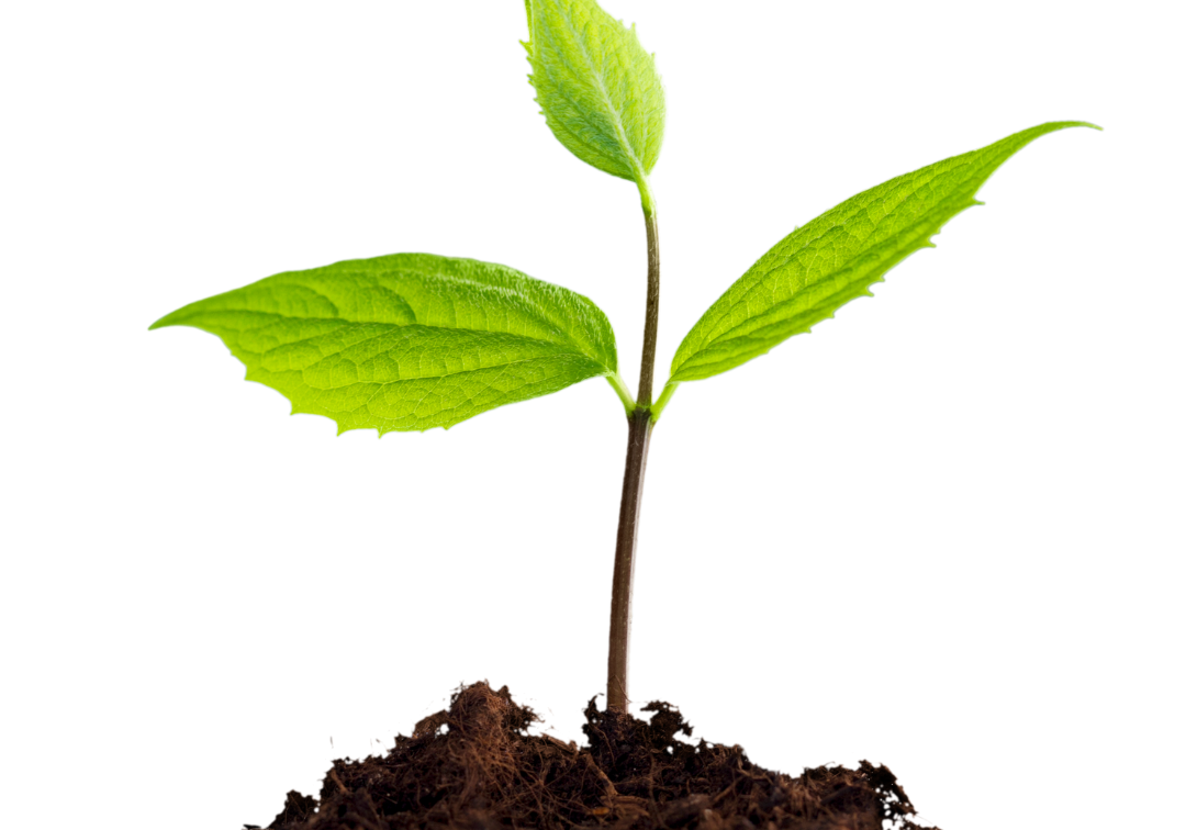 dry cleaning services